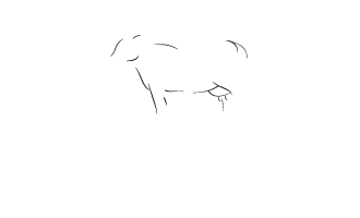 boeuf